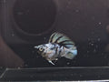 Zebra Balloon Molly