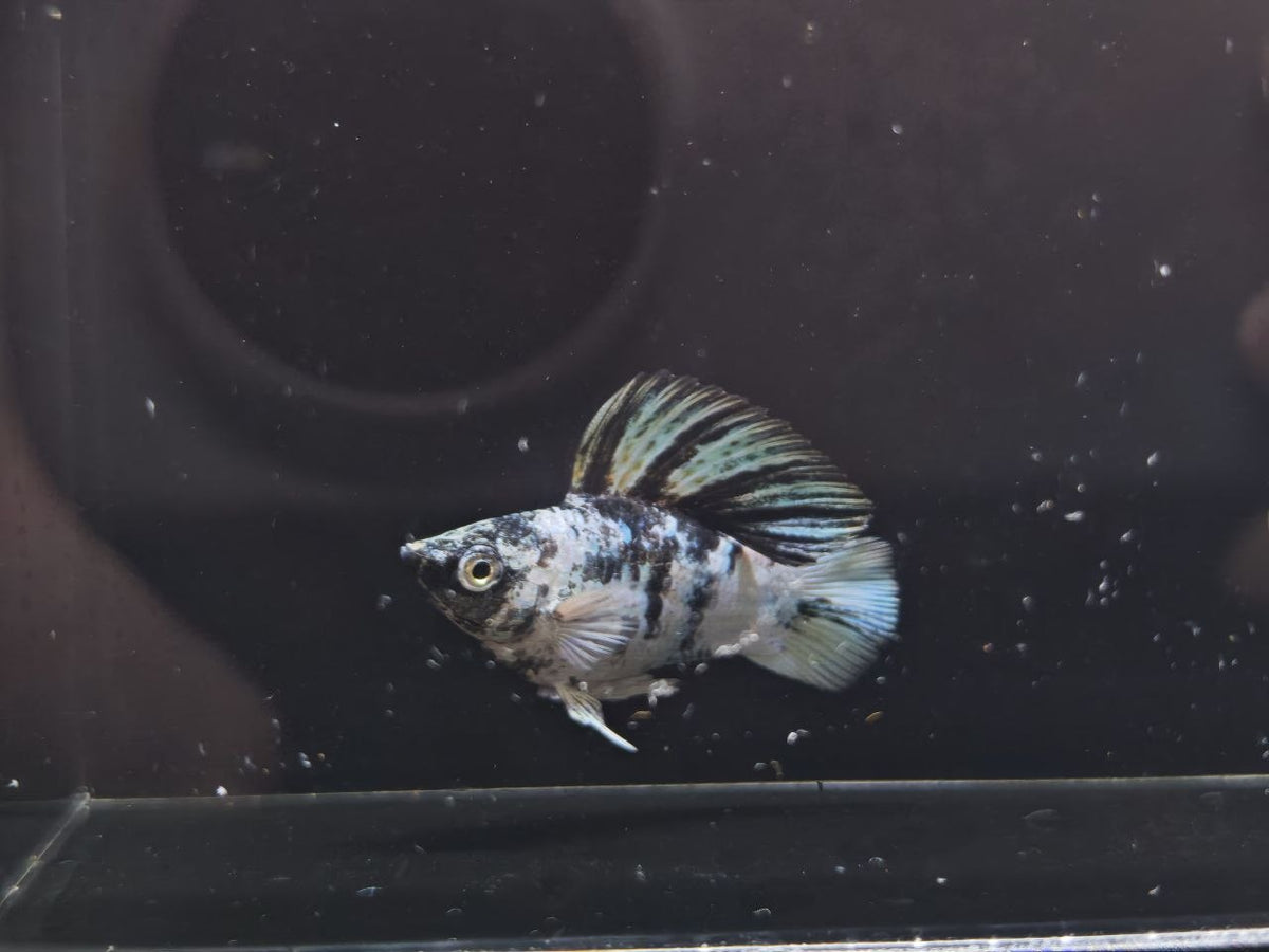 Zebra Balloon Molly