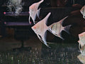 Albino Dantum AngelFish