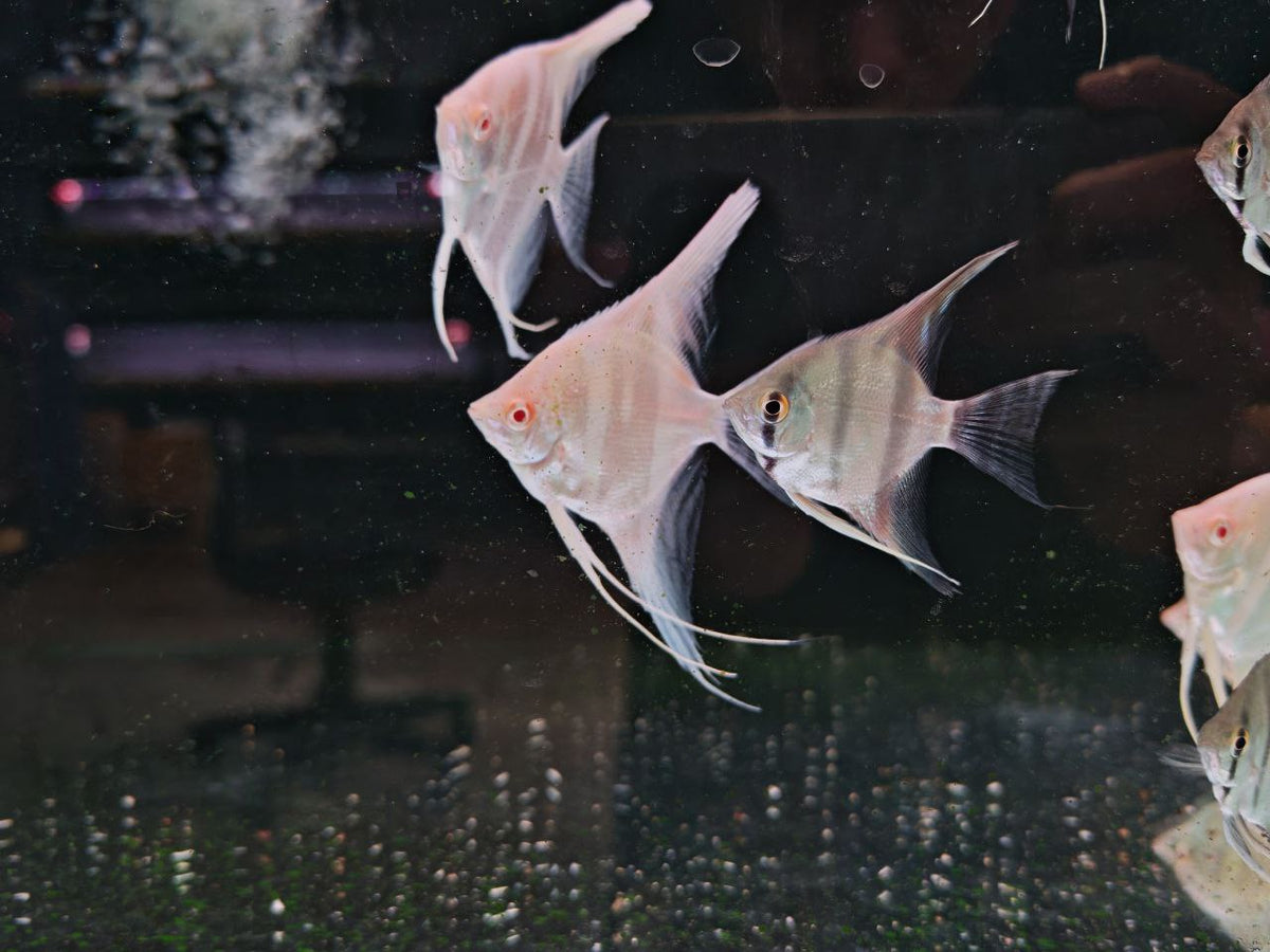 Albino Dantum AngelFish