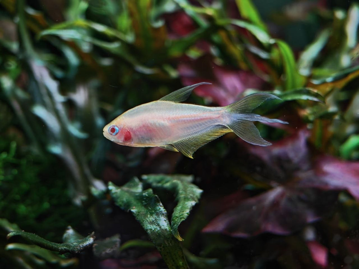 Albino Emperor Tetra