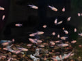 Albino Glowlight Tetra