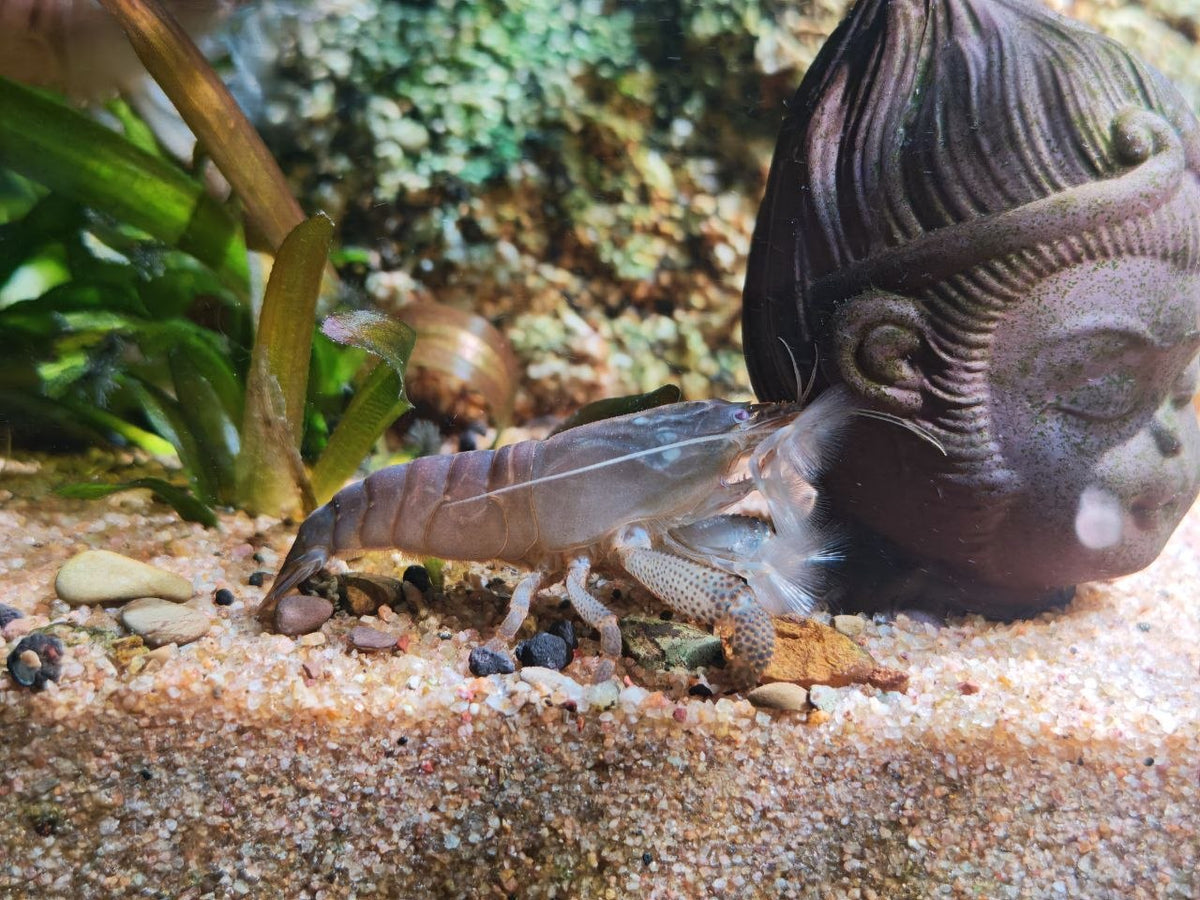 Atya Gabonensis [Atya Vampire Shrimp]