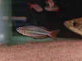 Melanotaenia Australia [Western Rainbow]