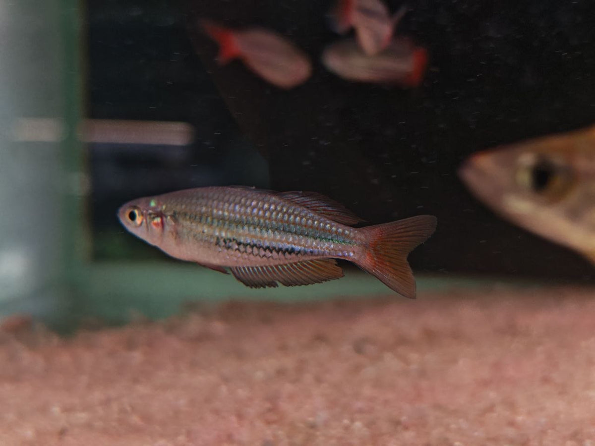 Melanotaenia Australia [Western Rainbow]