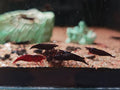 Black Chocolate Shrimp