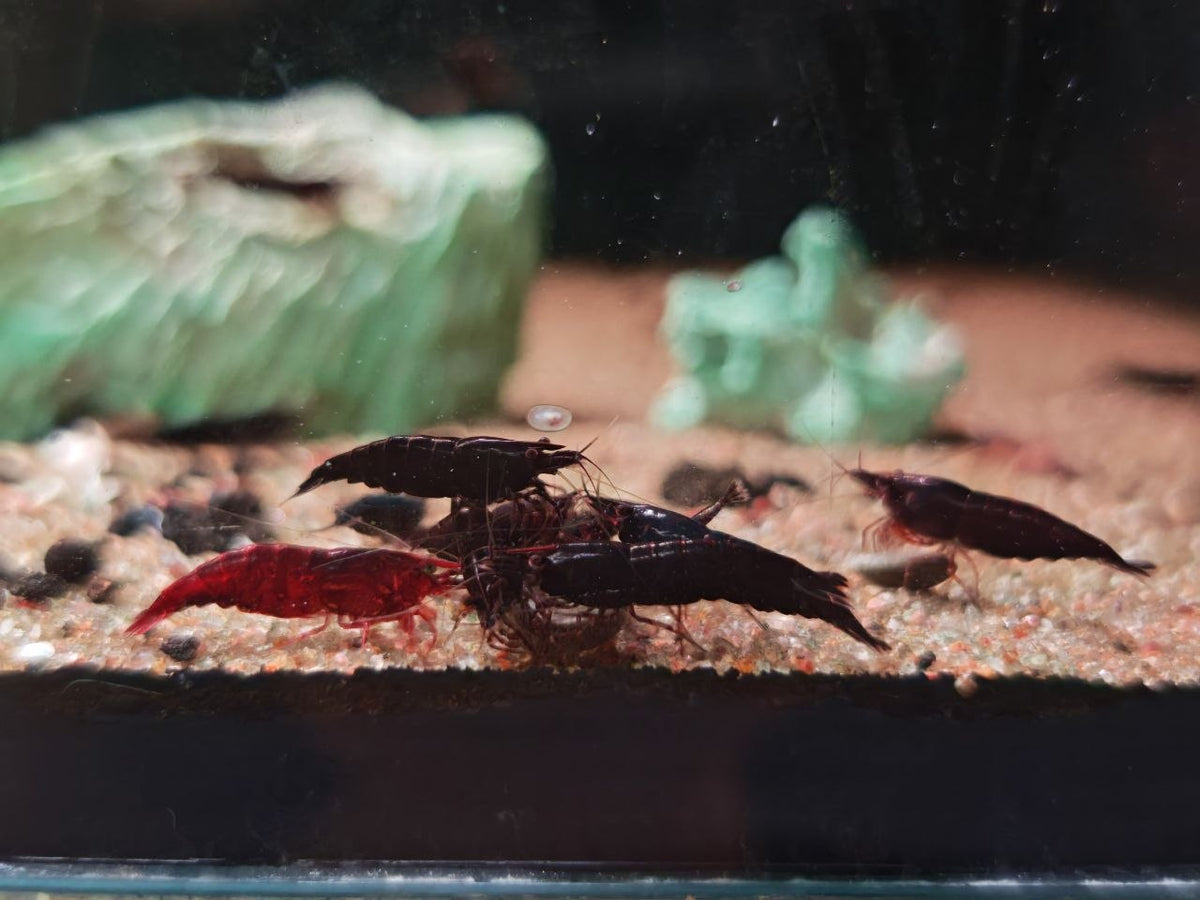 Black Chocolate Shrimp