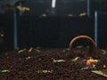Black Galaxy Shrimp