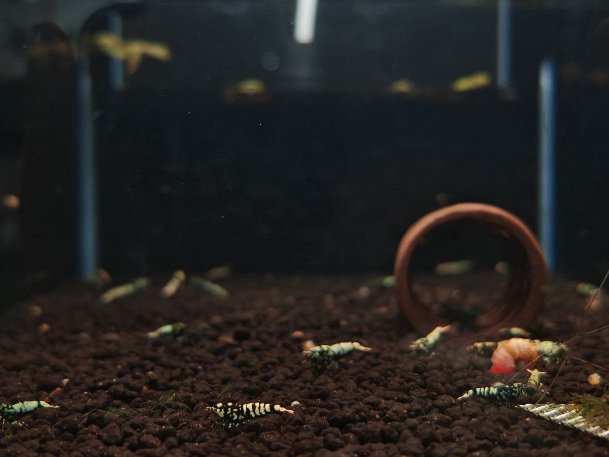 Black Galaxy Shrimp