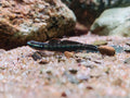 Stiphodon Atropurpureus [Black Kumpay Goby]