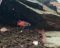 Black Tiger Badis