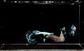 Blue Ivory Guppy