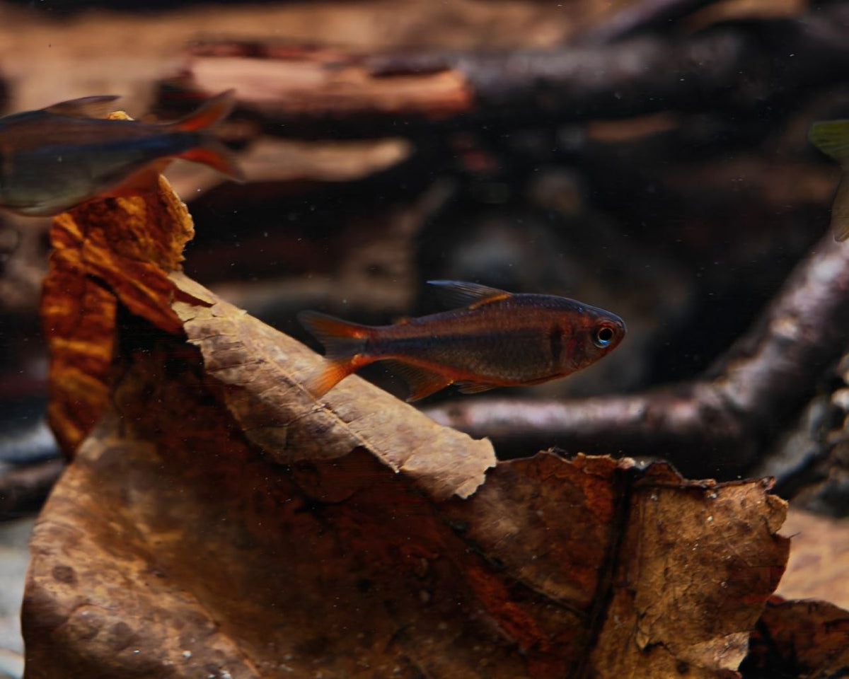 Hyphessobrycon Wadaii [Blueberry Tetra]
