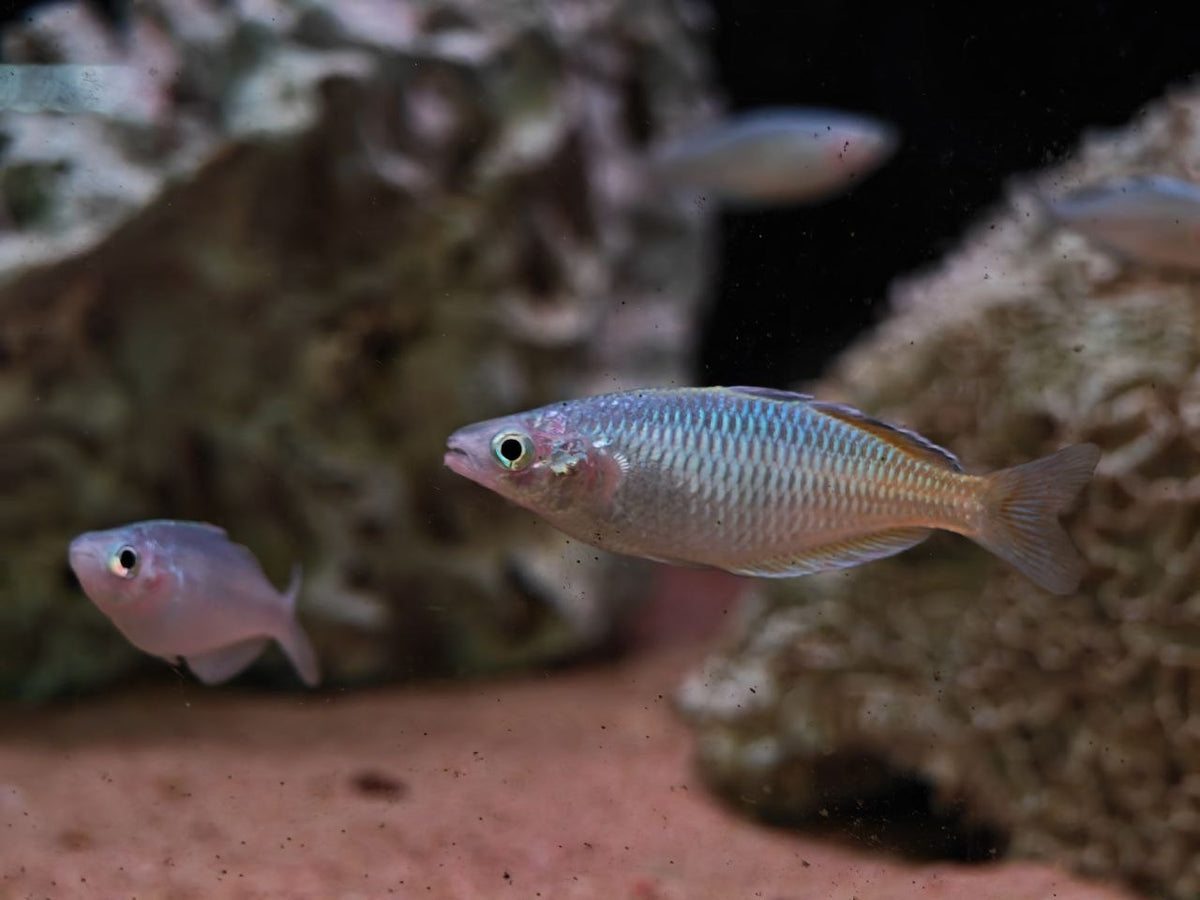 Boesmani Rainbow
