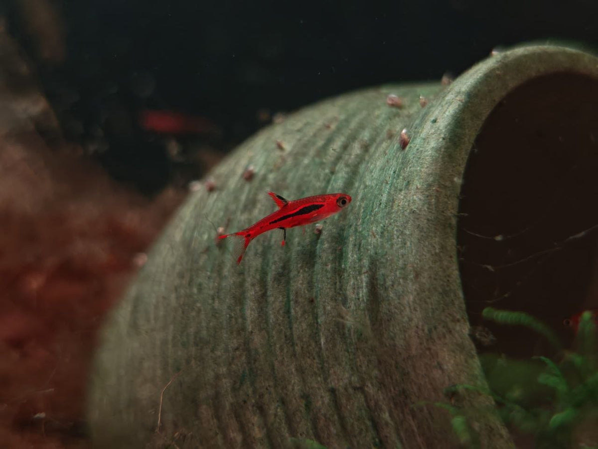 Brigittae Rasbora