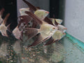 Veiltail Bulgarian Seal Point AngelFish