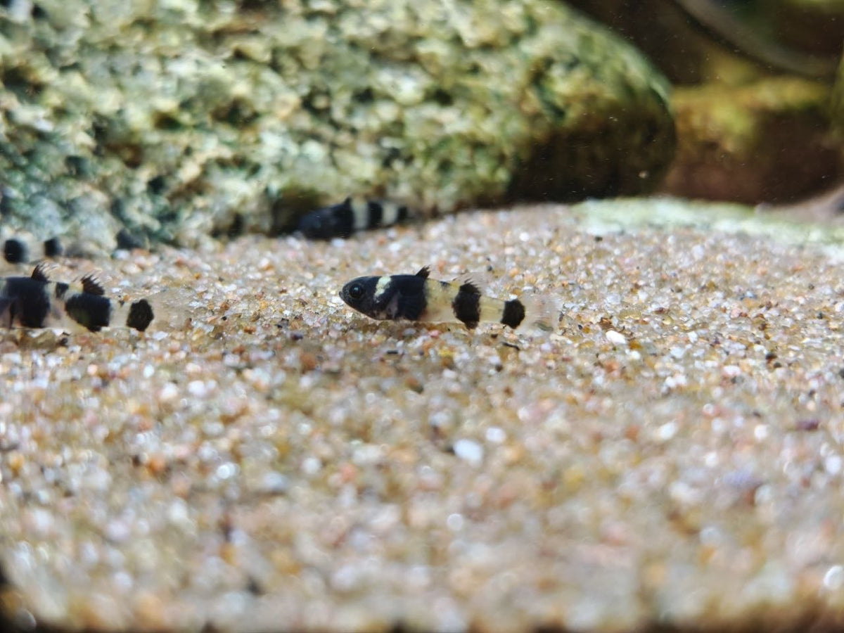 Bumblebee Goby