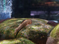 Pseudogastromyzon Changtingnensis