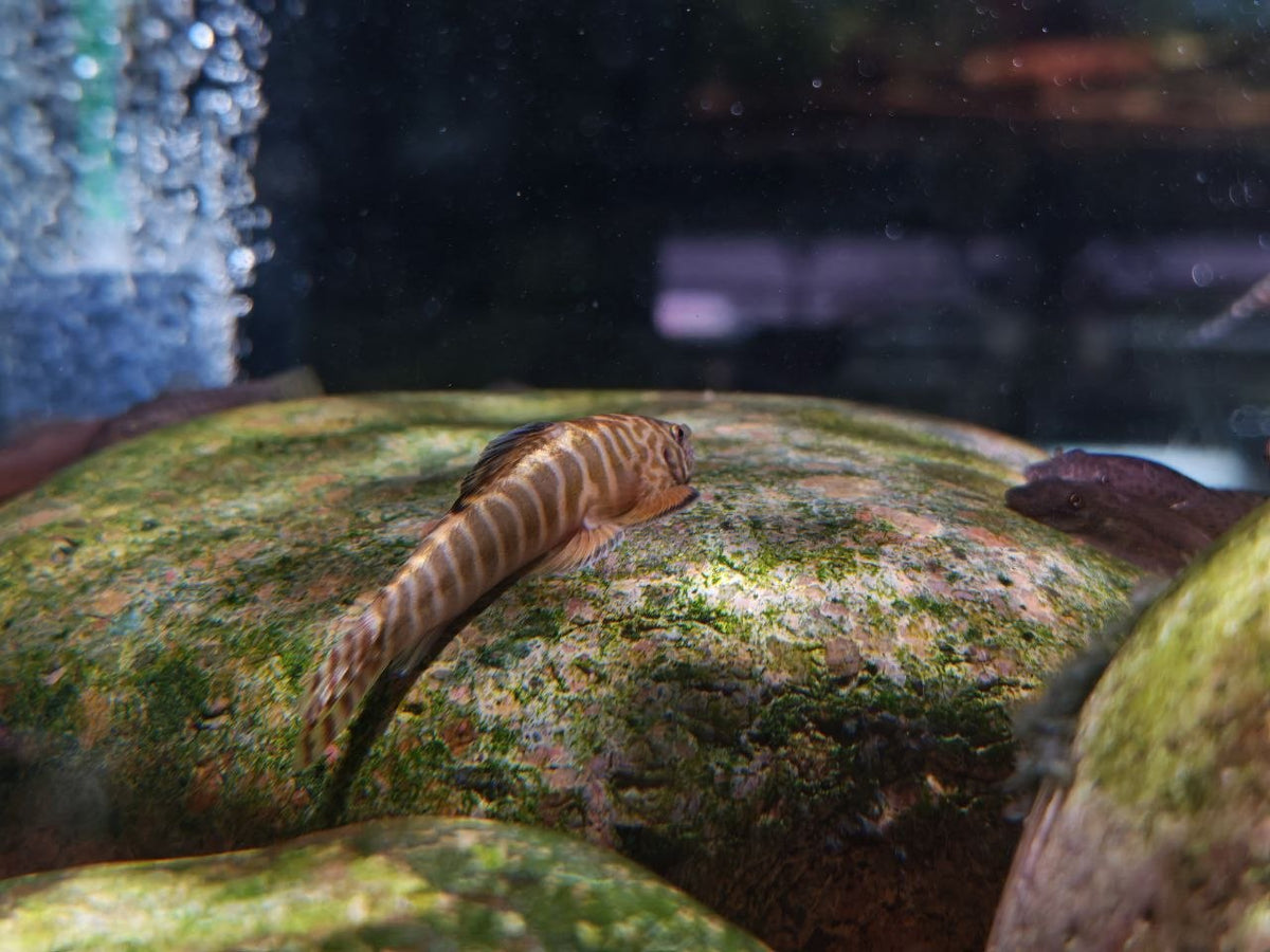 Pseudogastromyzon Changtingnensis