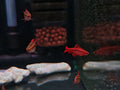 Cherry Barb