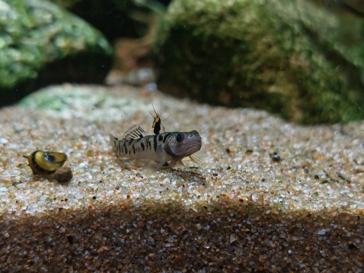 Mugilogobius Chulae [Chulae Goby]