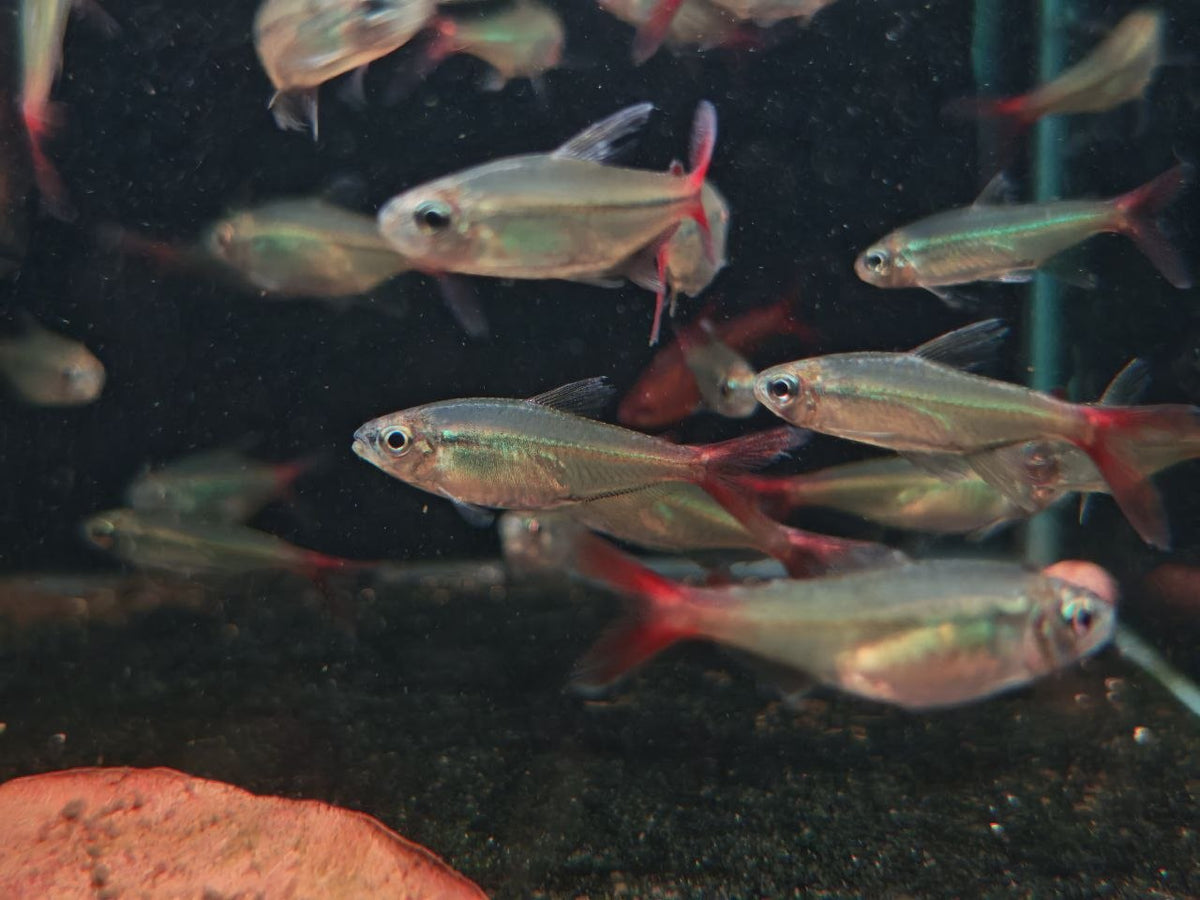 Moenkhausia Copei [Copei Tetra]