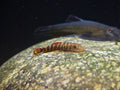 Gastromyzon Crimson Tiger