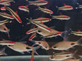 Puntius Denisonii [Denisonii Barb]
