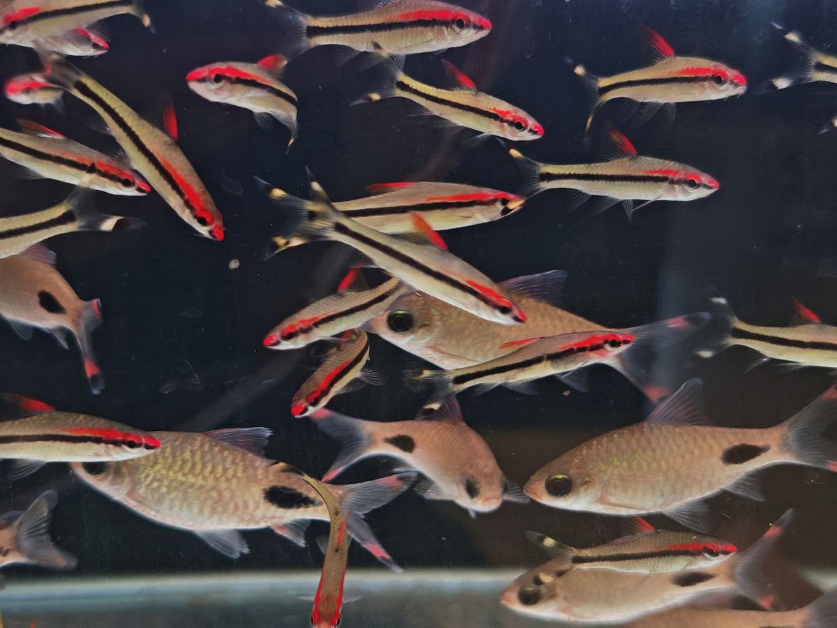 Puntius Denisonii [Denisonii Barb]