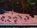 Duplicaerus Cory
