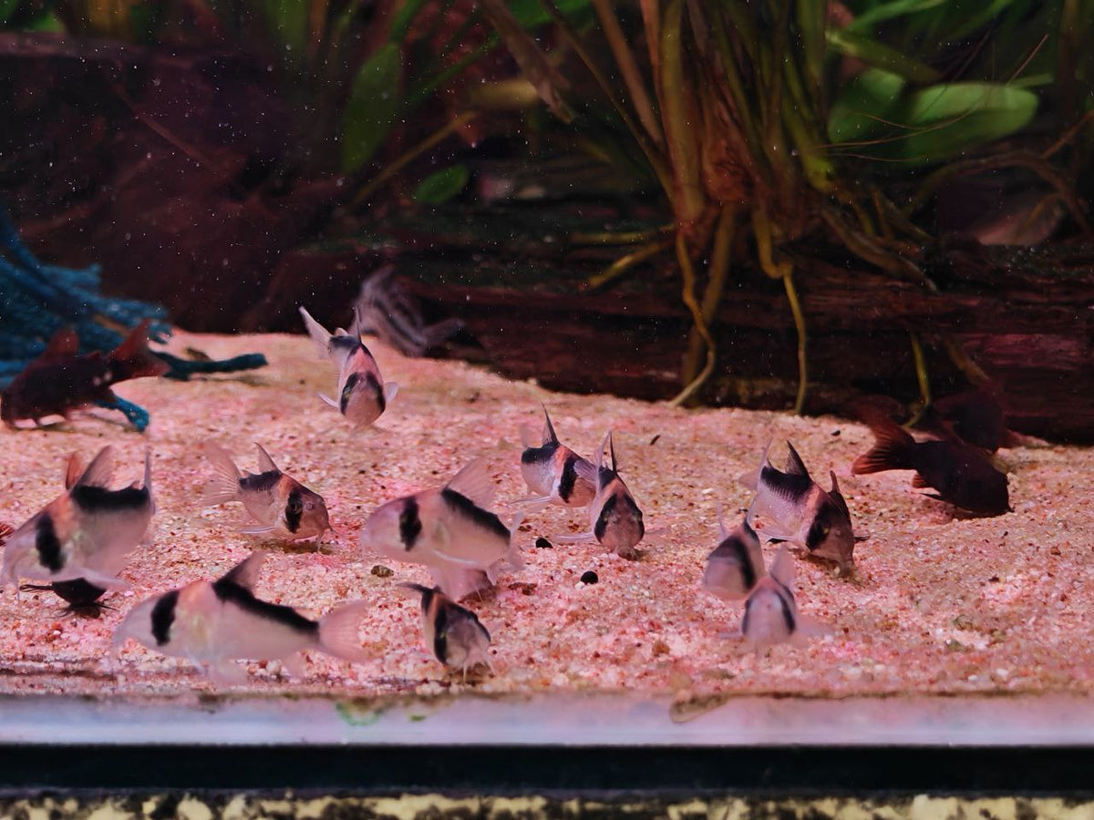 Duplicaerus Cory