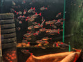 Hyphessobrycon Eilyos [Eilyos Tetra]
