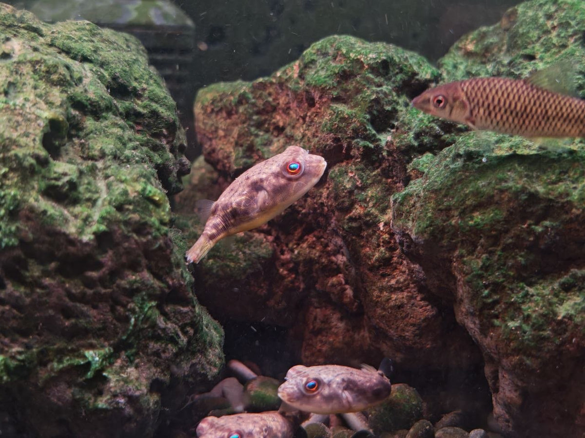 Fahaka Puffer