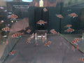 Frontosa Cichlid