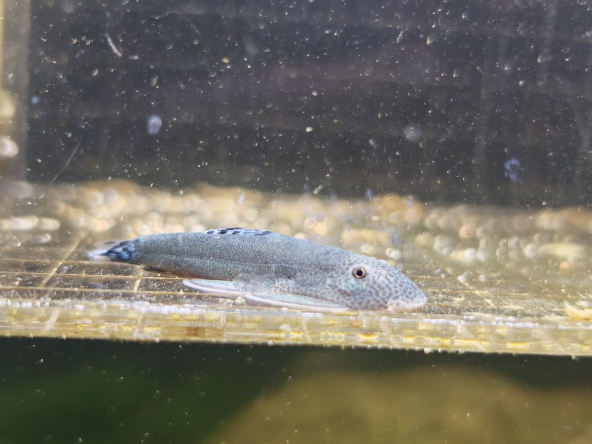 Gastromyzon sp. Blue
