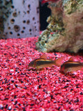 Cw010 Aeneus Peru Gold Stripe Cory [Gold Laser Cory]