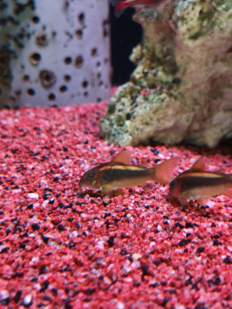 Cw010 Aeneus Peru Gold Stripe Cory [Gold Laser Cory]