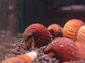 Tylomelania Towutensis [Golden Spotted Rabbit Snail]