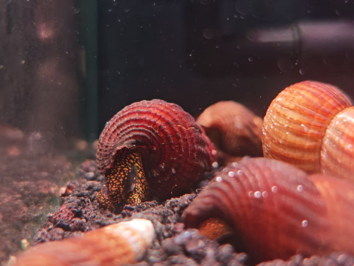 Tylomelania Towutensis [Golden Spotted Rabbit Snail]