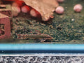 Green Hisonotus Otocinclus