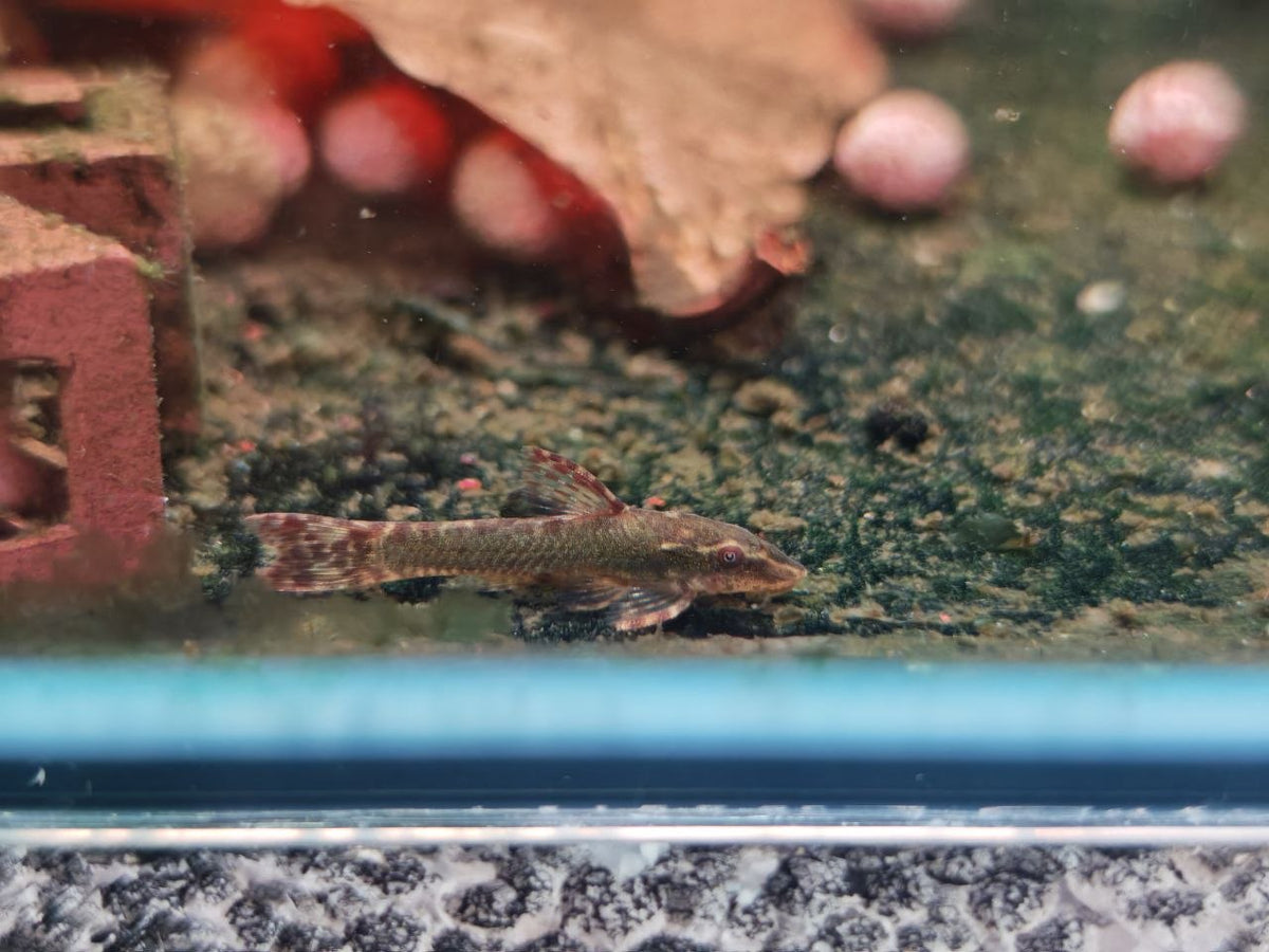Green Hisonotus Otocinclus