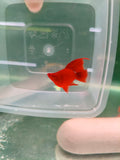 Albino Full Red High Fin Balloon Swordtail