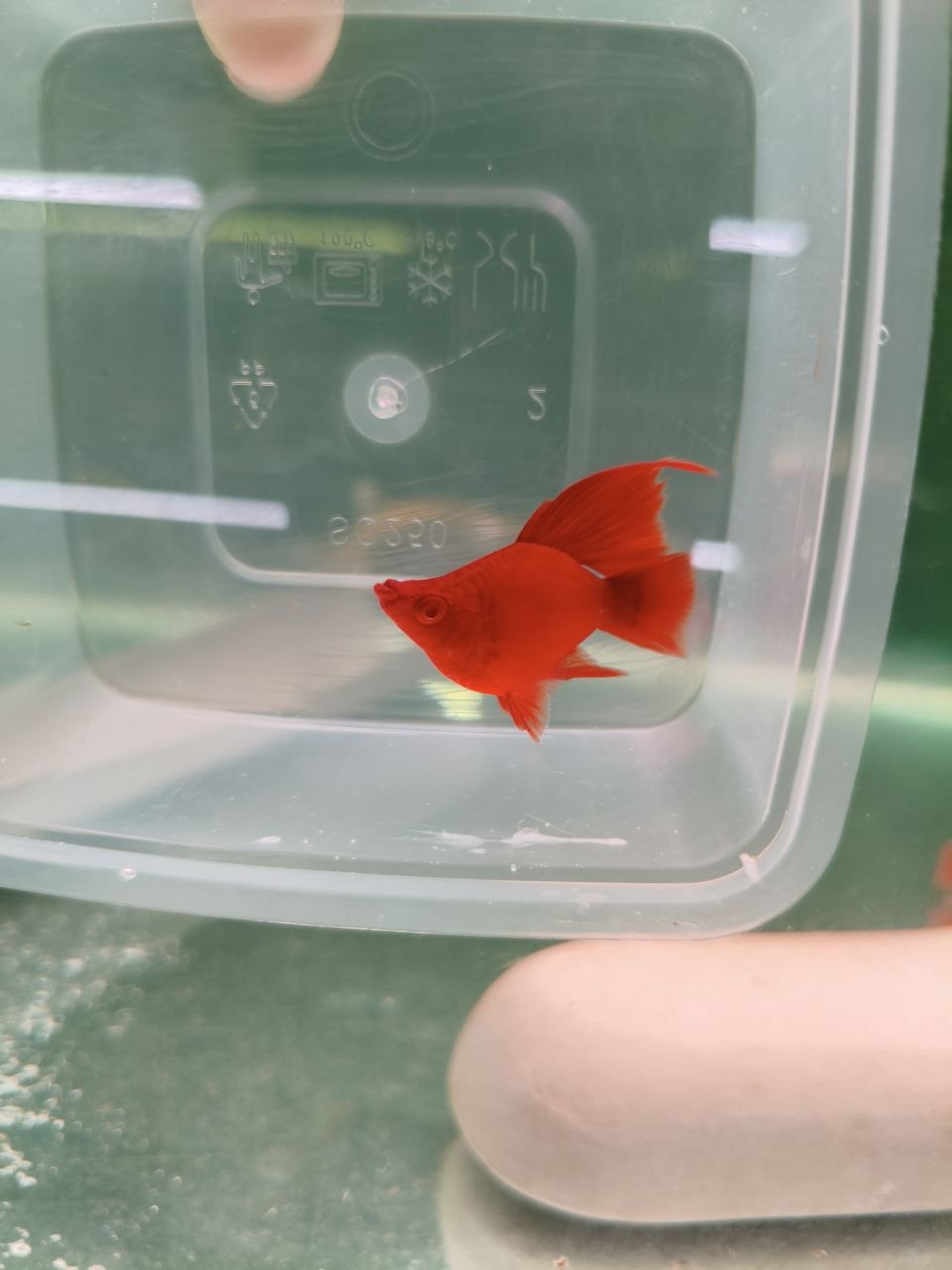 Albino Full Red High Fin Balloon Swordtail