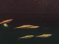 Nannostomus Eques [Hockeystick Pencil]