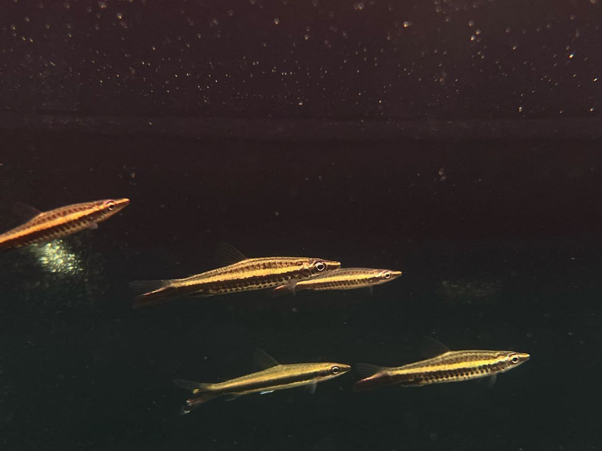 Nannostomus Eques [Hockeystick Pencil]