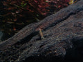 Indian Zebra Shrimp