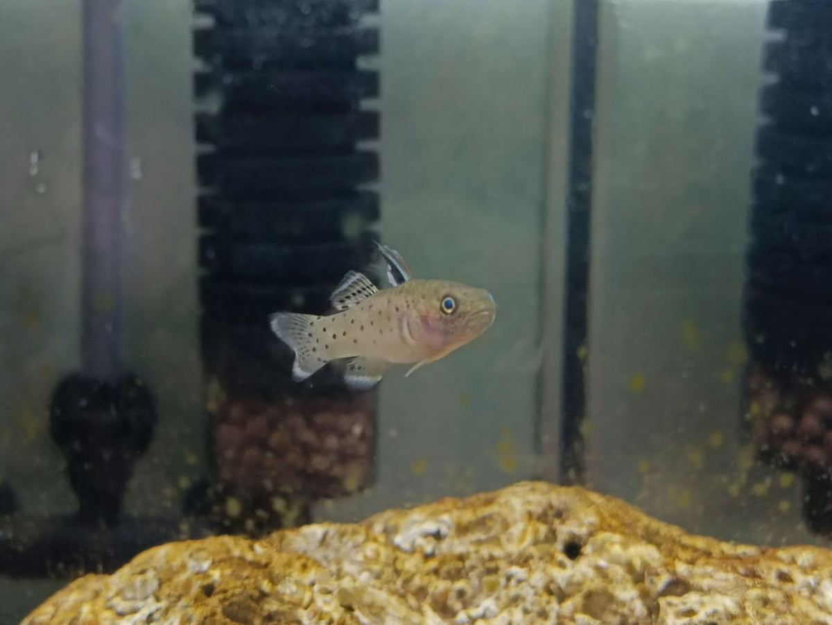 Stigmatogobius Sadanundio [Knight Goby]