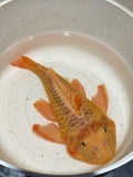 Parancistrus Aurantiacus [L56 Yellow Chubby Pleco]