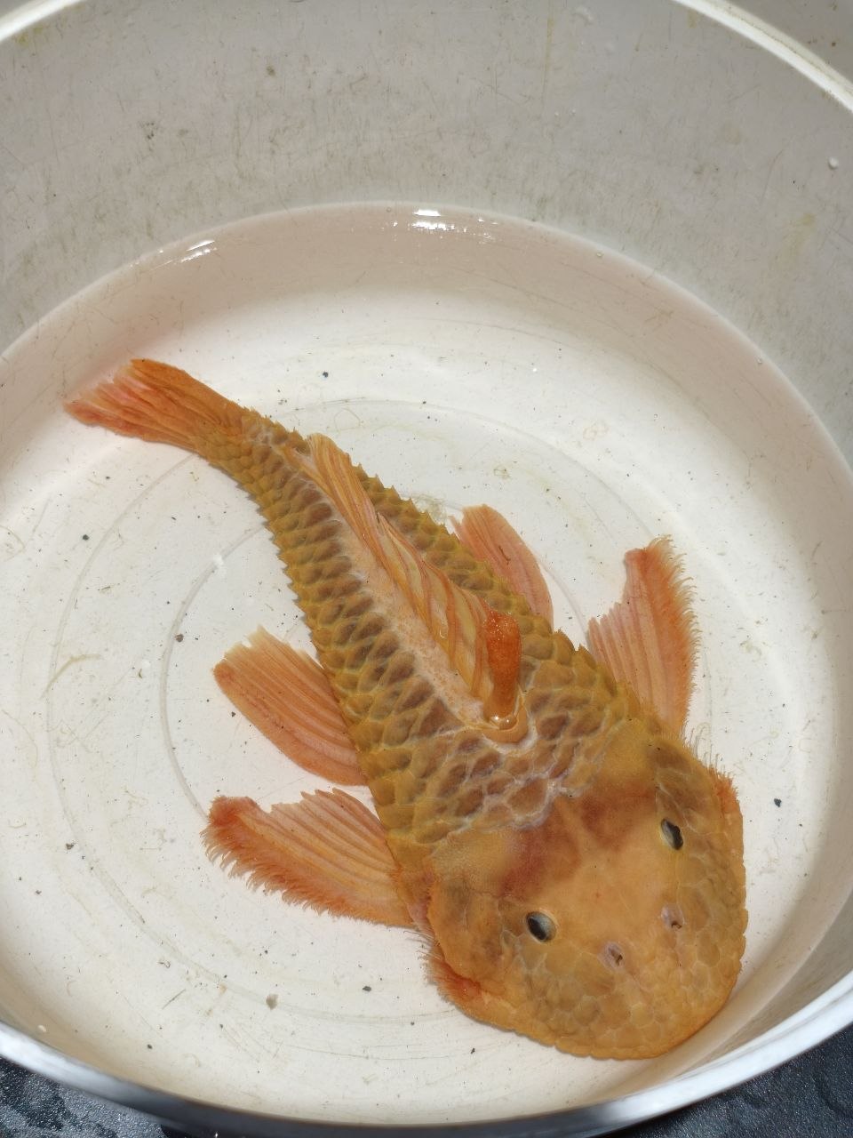 Parancistrus Aurantiacus [L56 Yellow Chubby Pleco]