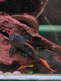 Pseudacanthicus Leopardus [L600 Leopard Cactus Pleco]